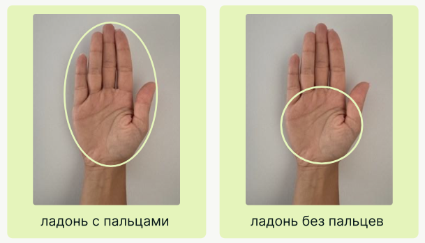 Ладонь с пальцами и ладонь без пальцев